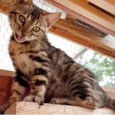 ベンガル【埼玉県・女の子・2025年3月1日・ブラウンスポテッドタビー ロゼット】の写真4