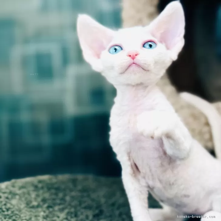 R.A 様のお迎えした子猫