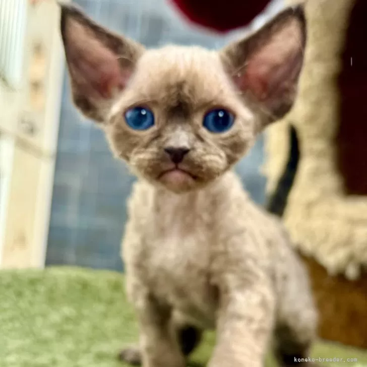 ID：2509-02603の子猫