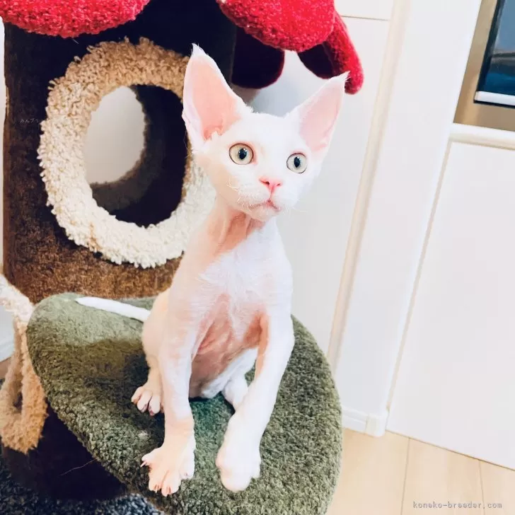 M.H 様のお迎えした子猫