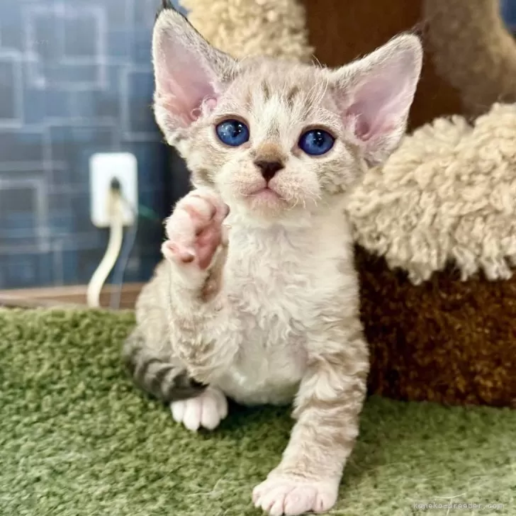 ID：2509-02602の子猫