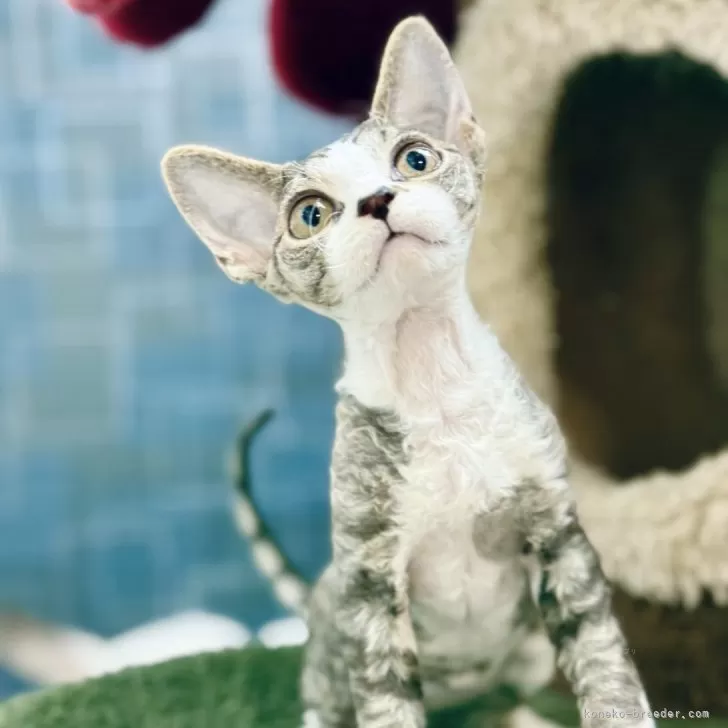 H.T 様のお迎えした子猫