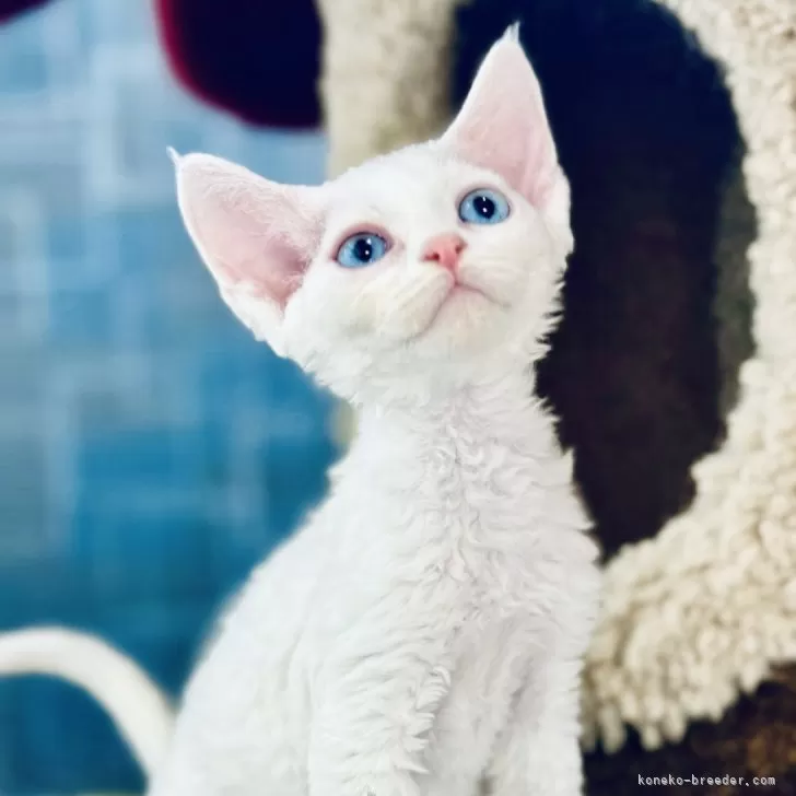 しょこら 様のお迎えした子猫