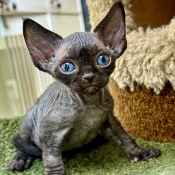 デボンレックス【東京都・女の子・2025年8月20日・ブラック】の写真「🐾漆黒のベルベット、ミステリアスで甘えん坊」