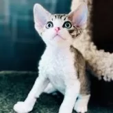 デボンレックス【千葉県・男の子・2024年11月16日・ブルータビー&ホワイト】の写真1「耳は小ぶりで先端が丸みを帯び、しっかりとした顎と丸い顔が全体の可愛らしさを引き立てています。」