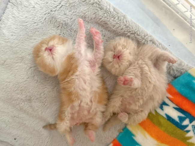 かちょぱ㌨✿様御予約❤️オッドアイの双子ちゃん♡ミニミニ子猫ちゃん♡エキゾ♡ 脱走のがとくい
