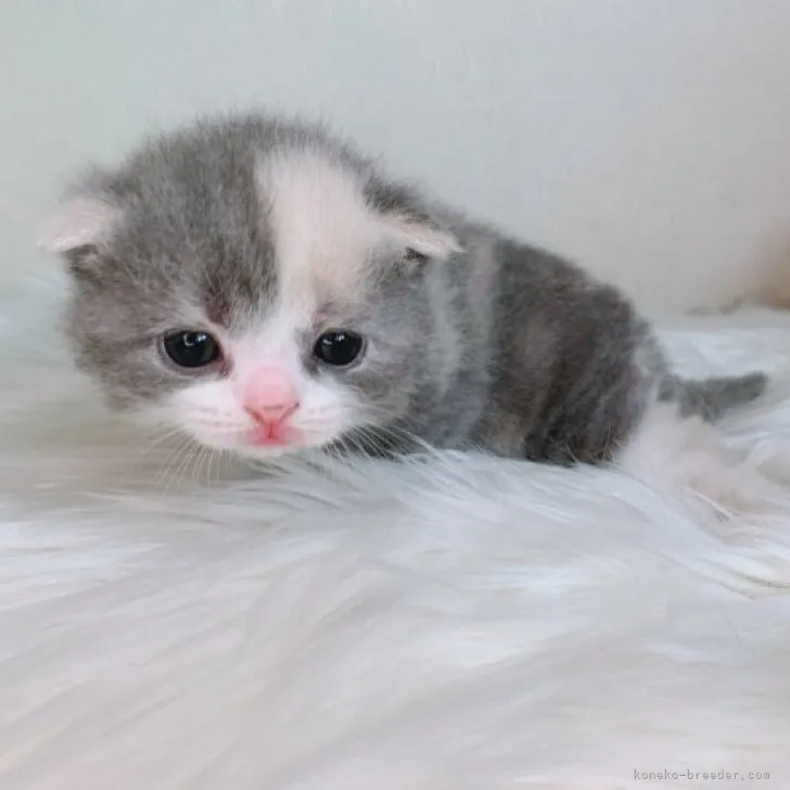 ID：2309-00249の子猫