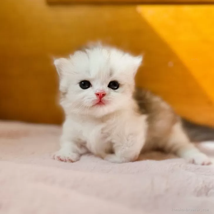 ID:2409-02602の子猫