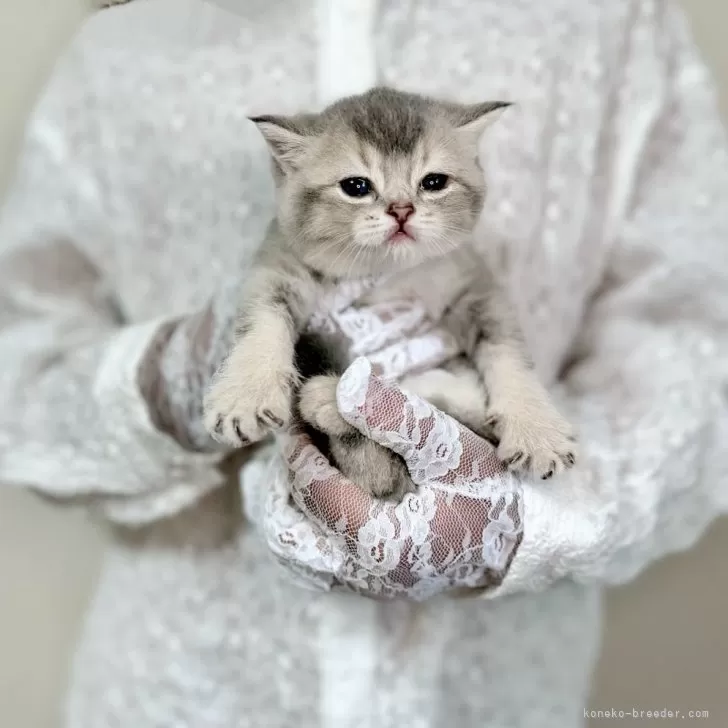 ID:2408-02237の子猫