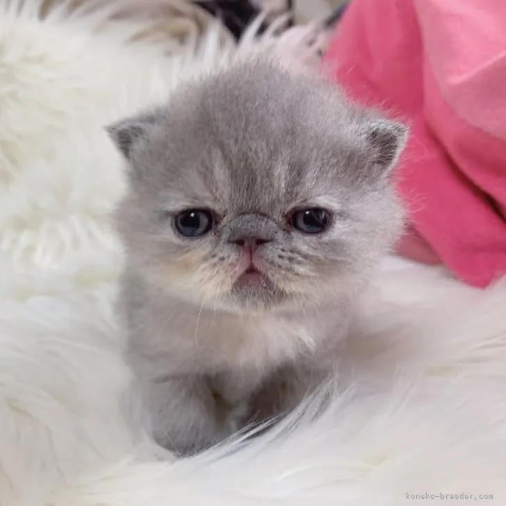 ID:2305-00423の子猫