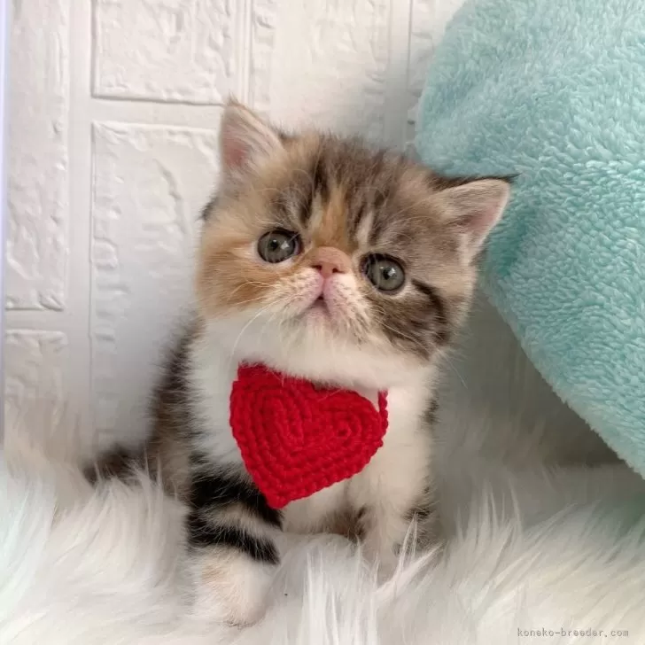 ID:2402-00962の子猫