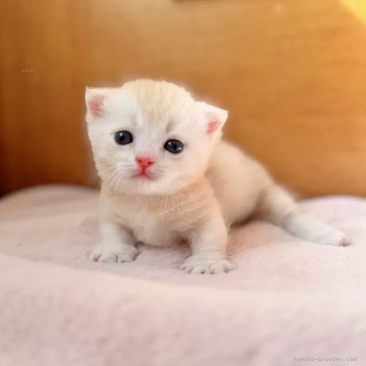 マンチカン(短足)【北海道・男の子・2024年9月3日・ゴールデン】の写真1「まんまるお顔にむちむちボディ❤️」