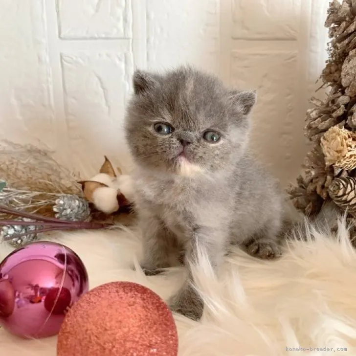 ID:2311-00571の子猫
