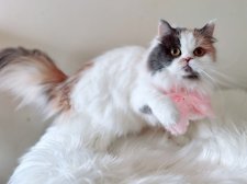 ラガマフィン【・女の子・2023年9月26日・ダイリュートキャリコ】