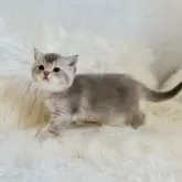 スコティッシュフォールド(立ち耳)【北海道・女の子・2024年8月2日・ブルーゴールデンスモーク】の写真3「じーっ😶」