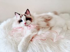 ラグドール【・女の子・2023年8月26日・シールポイント】