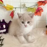 スコティッシュフォールド(立ち耳)【北海道・男の子・2023年8月11日・クリームタビー&ホワイト】の写真3