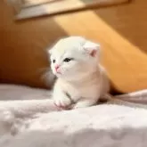 マンチカン(短足)【北海道・男の子・2024年9月3日・ゴールデン】の写真4「2頭身です🤭」