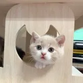 スコティッシュフォールド(立ち耳)【北海道・男の子・2023年8月11日・クリームタビー&ホワイト】の写真5