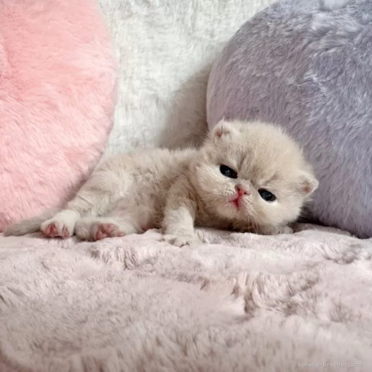 テディベア エキゾチック子猫ちゃん cat_img_1_05f5bb41f531.jpg