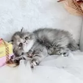 エキゾチックショートヘア【北海道・女の子・2025年8月31日・ブルートーティー】の写真10