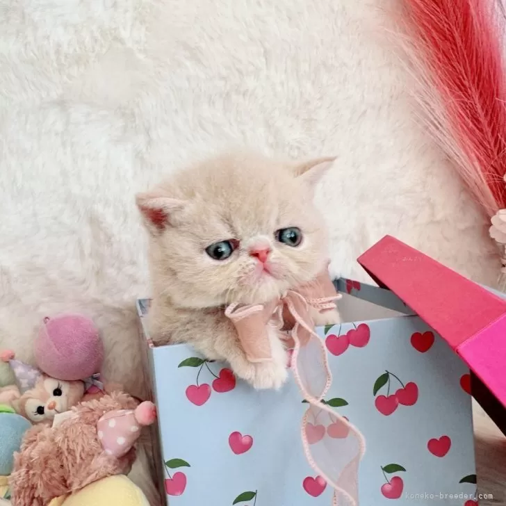 ID：2508-01507の子猫