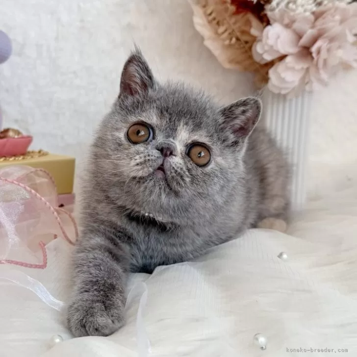 ID：2508-01510の子猫