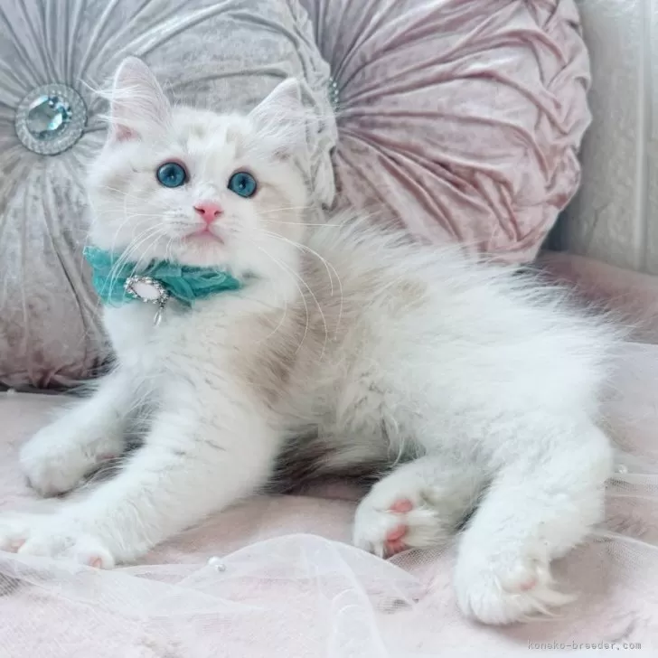 ラグドール【北海道・男の子・2025年8月27日・シールリンクスポイントバイカラー】の写真1