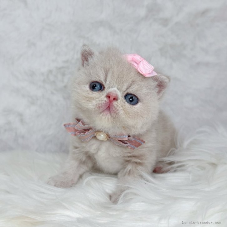 テディベア エキゾチック子猫ちゃん cat_img_1_05f5bb41f531.jpg