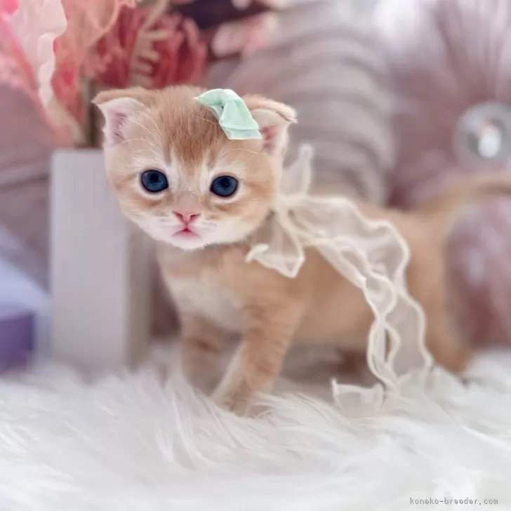 ID：2502-00908の子猫