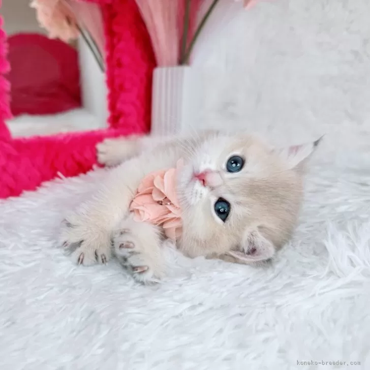 ID:2507-00081の子猫