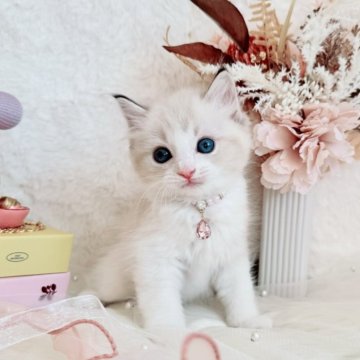 ラグドール【北海道・女の子・2025年8月27日・シールリンクスポイントバイカラー】の写真「キラキラおめめのかわい子ちゃん💜お写真UP✨」