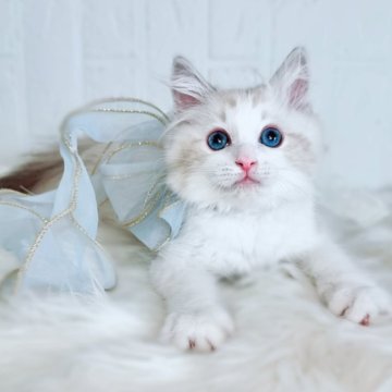 ラグドール【北海道・男の子・2025年8月27日・シールリンクスポイントバイカラー】の写真「イケメンプリンス💚お写真最新UP✨」