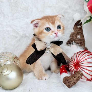 スコティッシュフォールド(折れ耳)【北海道・男の子・2025年10月19日・レッド&ホワイト（ショート）】の写真「ぽわわんお顔の癒しBoy💙12/1お写真UP✨」