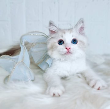 ラグドール【北海道・男の子・2025年8月27日・シールリンクスポイントバイカラー】の写真「イケメンプリンス💚お写真最新UP✨」