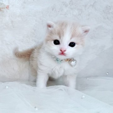 スコティッシュフォールド【北海道・男の子・2025年10月19日・クリーム&ホワイト（ショート）】の写真「まんまるむちむちのイケメンくん💚」