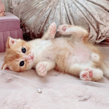 スコティッシュフォールド(折れ耳)【北海道・男の子・2025年10月19日・レッド&ホワイト（ショート）】の写真「ぽわわんお顔の癒しBoy💙最新お写真UP✨」