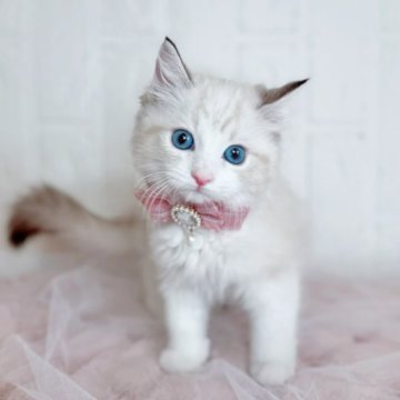 ラグドール【北海道・女の子・2025年8月27日・シールリンクスポイントバイカラー】の写真「キラキラおめめのかわい子ちゃん💜最新お写真✨」