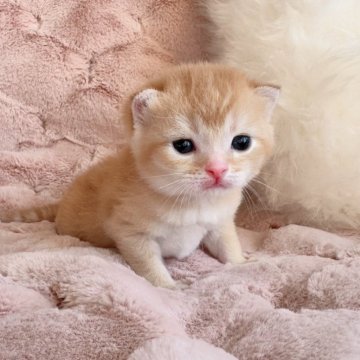 スコティッシュフォールド(折れ耳)【北海道・男の子・2025年10月19日・レッドタビー&ホワイト（ショート）】の写真「ぽわわんお顔の癒しBoy💙」