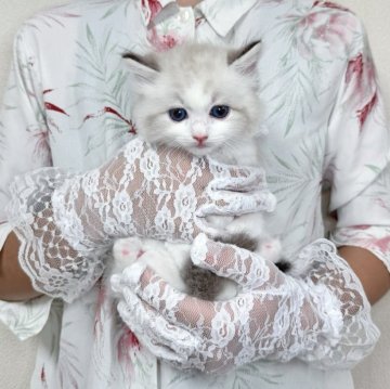 ラグドール【北海道・男の子・2025年8月27日・シールポイントバイカラー】の写真「イケメンプリンス💚お写真UP✨」