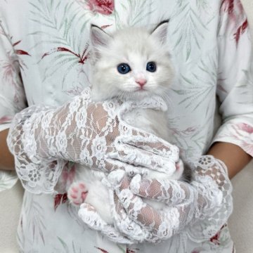 ラグドール【北海道・女の子・2025年8月27日・シールリンクスポイントバイカラー】の写真「キラキラおめめのかわい子ちゃん💜お写真UP✨」