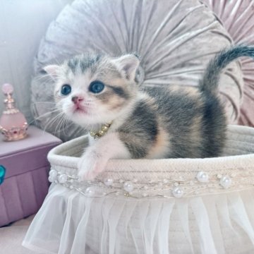 スコティッシュフォールド(折れ耳)【北海道・女の子・2025年10月19日・キャリコ(薄め)（ショート）】の写真「ブリ顔のかわいこちゃん💛最新お写真UP✨」