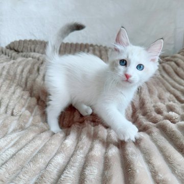 ラグドール【北海道・男の子・2025年8月27日・シールリンクスポイントバイカラー】の写真「ぽわわん癒し系Boy💛お写真UP✨」