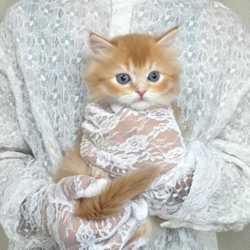 マンチカン(長足)【北海道・男の子・2025年8月25日・レッド&ホワイト】の写真「ふわっふわのおっとりくん🩵お写真動画UP✨」