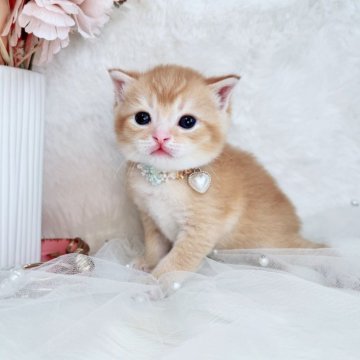 スコティッシュフォールド【北海道・男の子・2025年10月19日・レッドタビー&ホワイト（ショート）】の写真「ぽわわんお顔の癒しBoy💙」