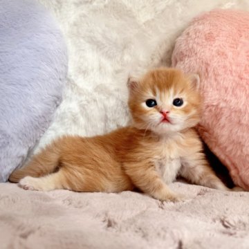 マンチカン(長足)【北海道・女の子・2025年8月25日・レッド&ホワイト】の写真「ふわっふわのおっとりなビッグベイビー🩵」