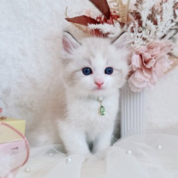 ラグドール【北海道・男の子・2025年8月27日・シールポイントバイカラー】の写真「イケメンプリンス💚お写真UP✨」