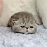 エキゾチックショートヘア
