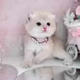ブリティッシュショートヘア