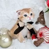 スコティッシュフォールド(折れ耳)